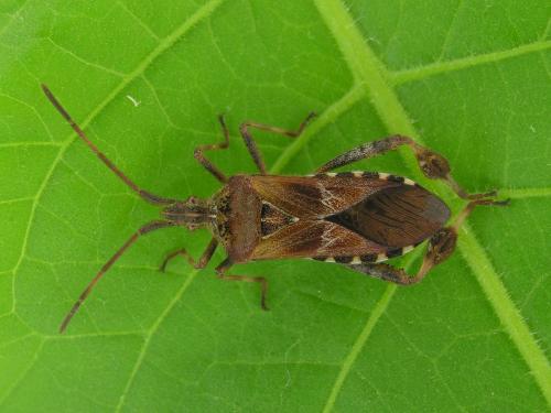 Leptoglossus occidentalis_1