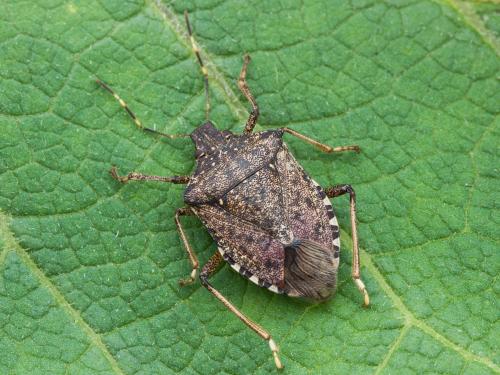 Punaise marbrée (Halyomorpha halys)_3