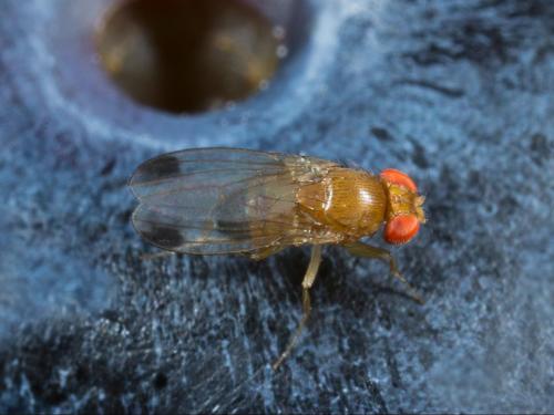 Drosophile à ailes tachetées (Drosophila suzukii)_9