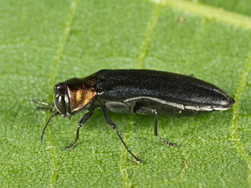 Agrile du framboisier (Agrilus ruficollis)_1