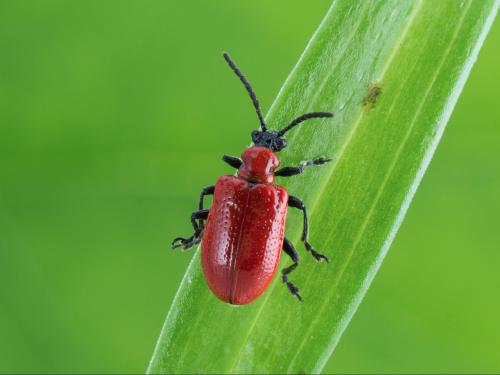 Criocère du lis (Lilioceris lilii)_1