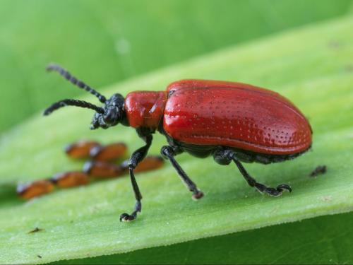 Criocère du lis (Lilioceris lilii)_2