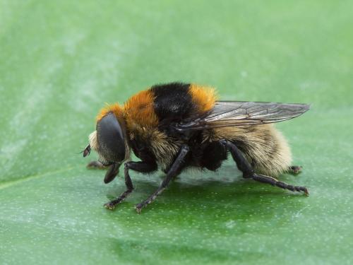 Mouche des narcisses (Merodon equestris)_1