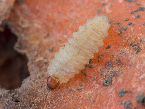 Charançon de la carotte (Listronotus oregonensis)_2