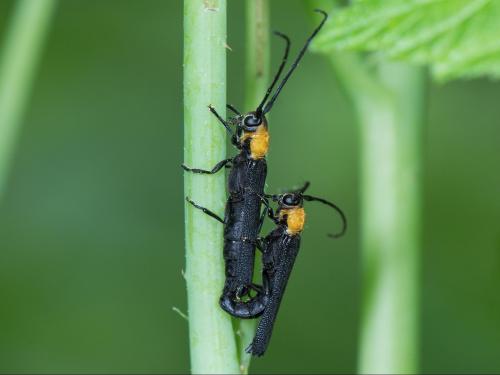 Anneleur framboisier (Oberea affinis)_4