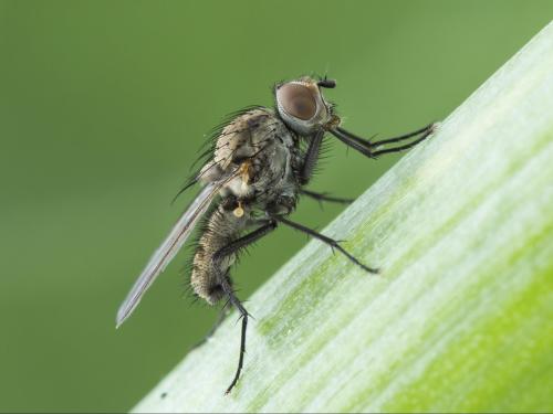 Mouche de l'oignon (Delia antiqua)_3