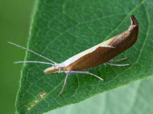 Enrouleuse du chèvrefeuille (Ypsolopha dentella)_5