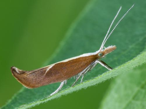 Enrouleuse du chèvrefeuille (Ypsolopha dentella)_6