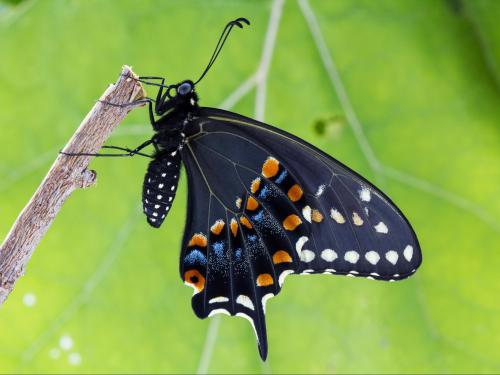 Papillon du céleri (Papilio polyxenes)_5