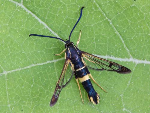 Sésie du cornouiller (Synanthedon scitula)_3