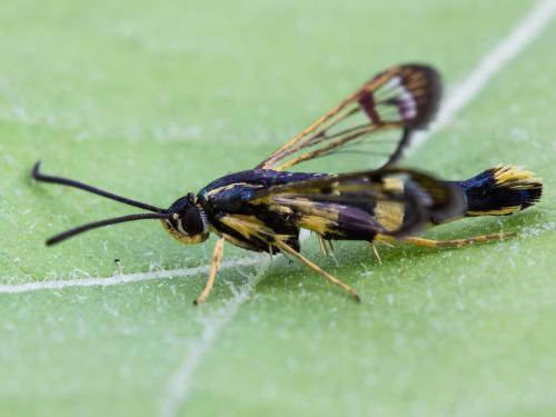 Sésie du cornouiller (Synanthedon scitula)_4