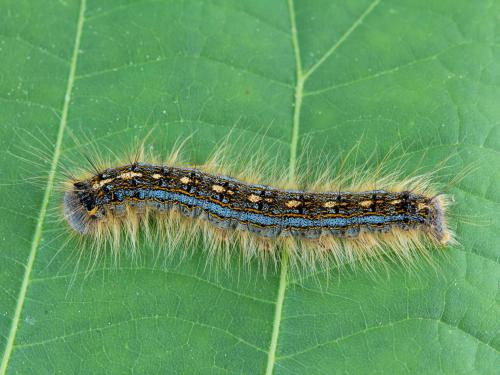 Livrée des forêts (Malacosoma disstria)_1