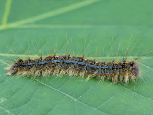 Livrée des forêts (Malacosoma disstria)_2