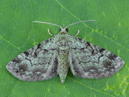 Eupithécie resctangulaire (Pasiphila rectangulata)_4