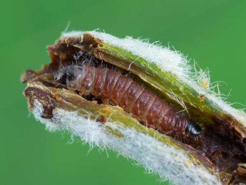 Mineuse des bourgeons du pommier (Blastodacna atra)_1