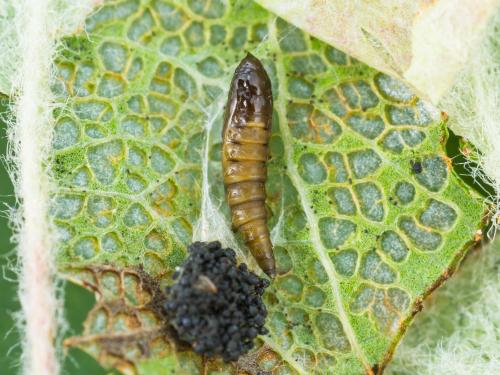 Mineuse marbrée (Phyllonorycter blancardella)_2