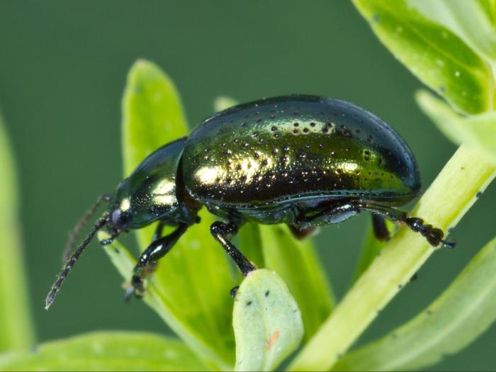 Chrysolina hyperici_3
