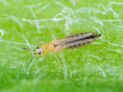 Thrips des petits fruits (Frankliniella occidentalis)_3