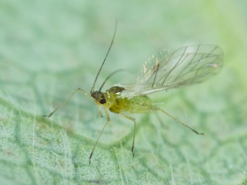 Puceron du fraisier (Chaetosiphon fragaefolii)_7