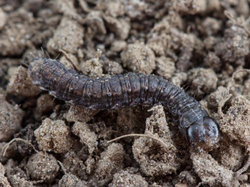 Ver-gris noir (Agrotis ipsilon)_4