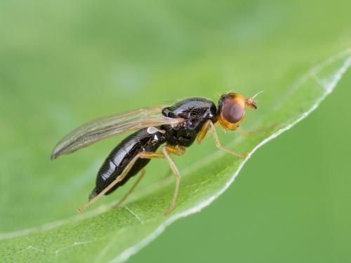 Mouche de la carotte (Psila rosae)_3