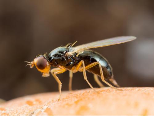 Mouche de la carotte (Psila rosae)_4