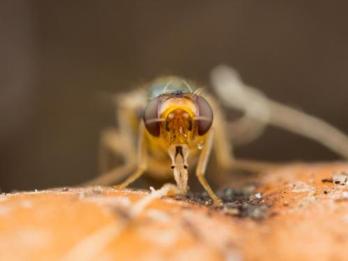 Mouche de la carotte (Psila rosae)_6