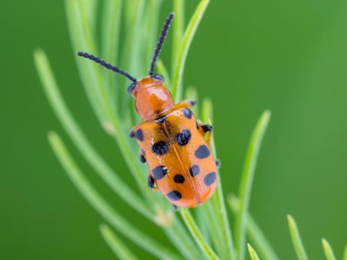 Criocère à douze points (Crioceris duodecimpunctata)_3