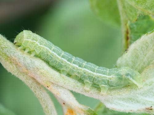 Orthosie verte (Orthosia hibisci)_4