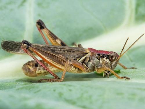 Criquet à pattes rouges (Melanoplus femurrubrum)_2