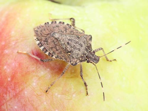 Punaise marbrée (Halyomorpha halys)_5