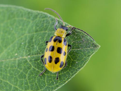 Chrysomèle maculée du concombre (Diabrotica undecimpunctata howardi)_3