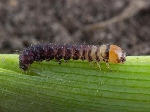 Perce-tige tacheté (Hydraecia micacea)_4