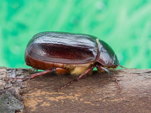 Hanneton commun (Phyllophaga anxia)_5