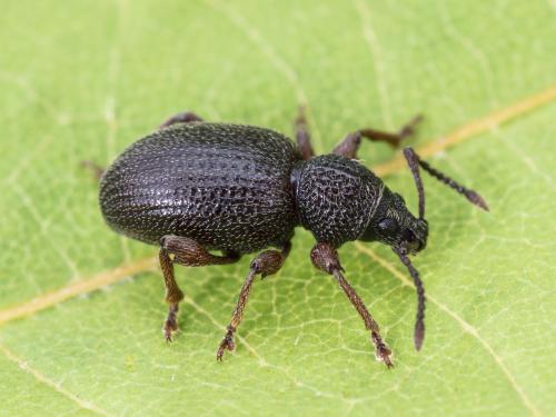 Charançon de la racine du fraisier (Otiorhynchus ovatus)_4