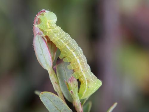 Noctuelle cuivrée (Amphipyra pyramidoides)_5