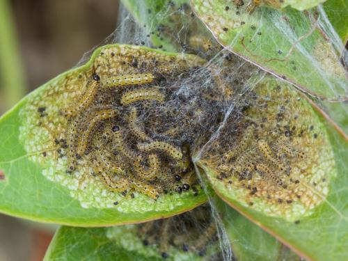 Chenille à tente estivale (Hyphantria cunea)_6