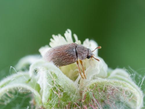 Byture framboise (Byturus unicolor)_7