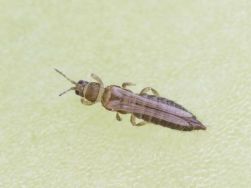 Thrips de l'oignon (Thrips tabaci)_4