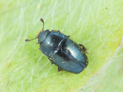 Méligèthe des crucifères (Brassicogethes viridescens)_2