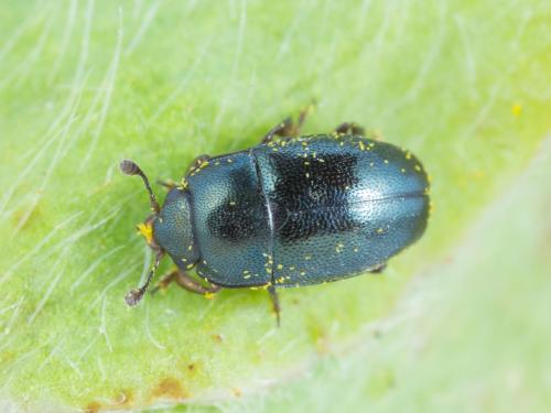 Méligèthe des crucifères (Brassicogethes viridescens)_3