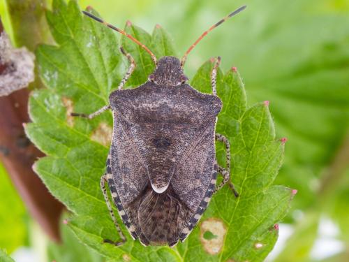 Punaise à trois taches (Euschistus tristigmus luridus)_3