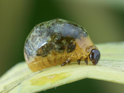 Criocère des céréales (Oulema melanopus)_4