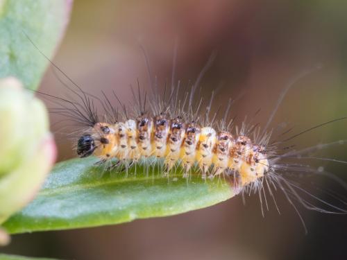 Chenille à houppes rousses (Orgyia antiqua)_6