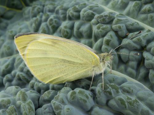 Piéride du chou (Pieris rapae)_12