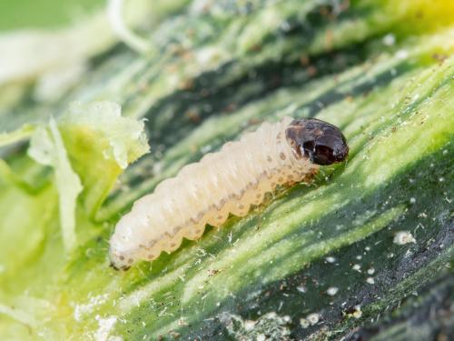 Perceur de la courge (Melittia cucurbitae)_3