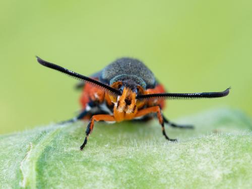 Perceur de la courge (Melittia cucurbitae)_9