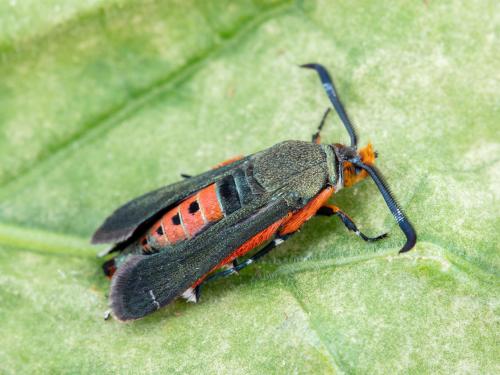 Perceur de la courge (Melittia cucurbitae)_10