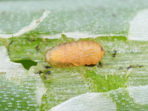 Mouche mineuse américaine (Liriomyza trifolii)_5