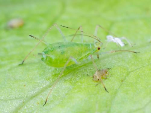 Puceron de la pomme de terre (Macrosiphum euphorbiae)_4